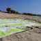 green and white striped beach towels